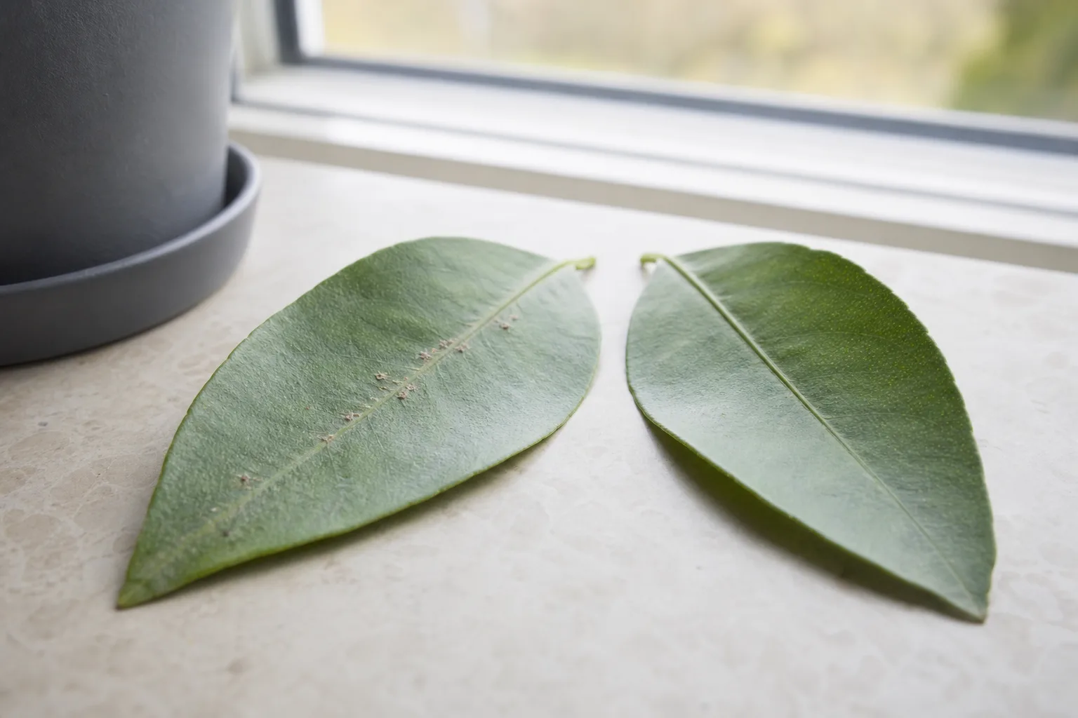 Citrusbladets undersida med små otydliga förändringar längs bladnerven och ett rent jämförelseblad.