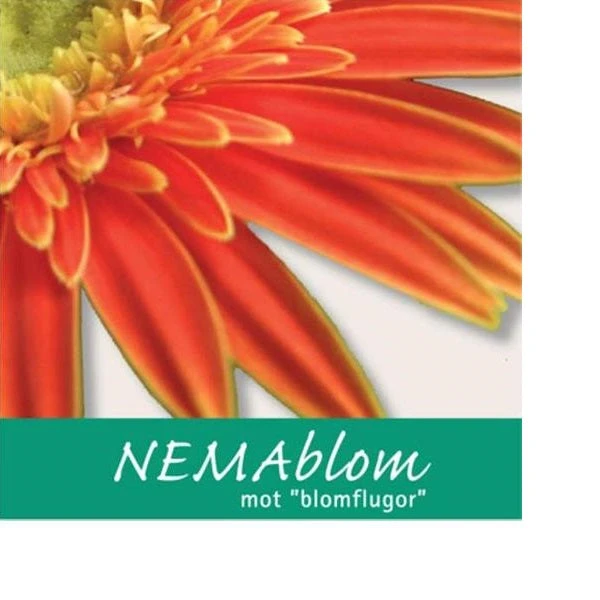 Nemablom-förpackning med orange blomma